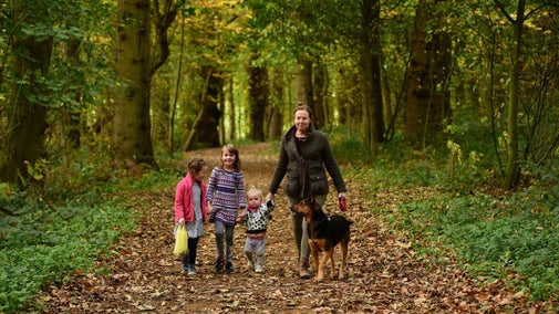 Visitors and their dog on an autumn walk in the woodland at Blickling, Norfolk